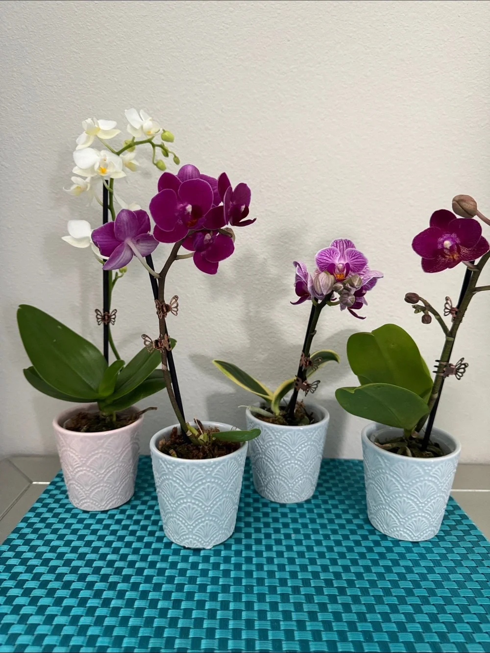 4 Mini Orchid Pots